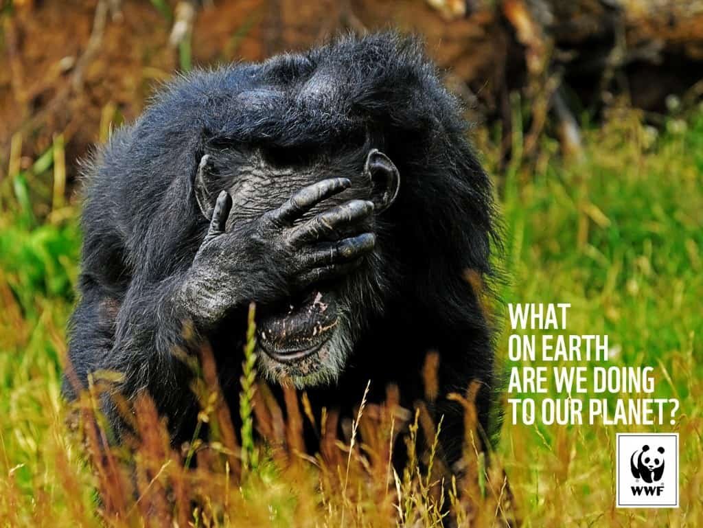 Pub WWF : chimpanzee